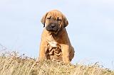 TOSA INU 107